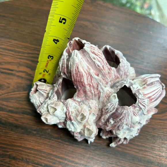 Vintage Pink Barnacle Cluster – 4.5” x 7” Coastal Nautical Decor - Picture 8 of 9
